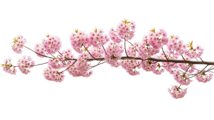 Isolated flowering pink cherry branch, floral spring blossom, beautiful flowers on tree branch
