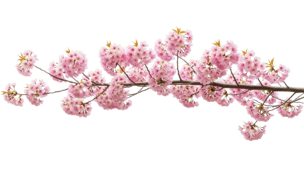 Isolated flowering pink cherry branch, floral spring blossom, beautiful flowers on tree branch