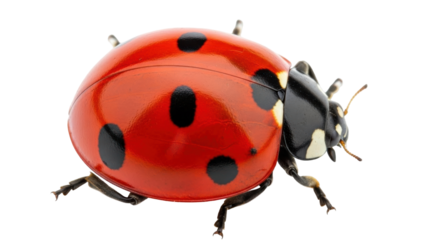 Isolated close-up of a bright red ladybug with black spots crawling, looking to the right side