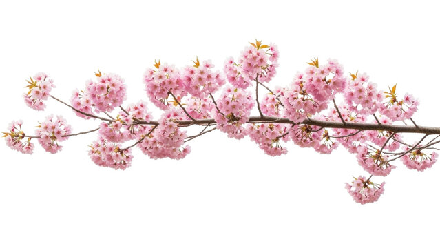 Isolated flowering pink cherry branch, floral spring blossom, beautiful flowers on tree branch