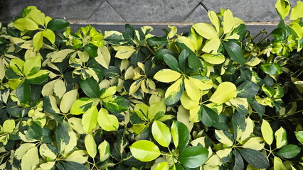 Hawaiian Elf or Miniature Umbrella Plant. The leaves are finger-shaped, with 5-7 leaflets, oval in shape, and the leaves are thick like leather. Shiny green with yellowish-white spots, long leaf stalk