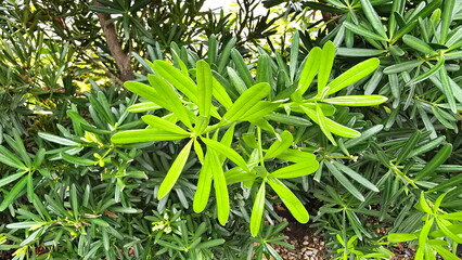 Young leaves of buddhist pine or imperial pine (PODOCARPACEAE) scientific name Podocarpus polystachyus The leaves are thick, glossy, smooth, dark green leaves. Jati Laut, Jati Bukit, Podo Laut, Setada