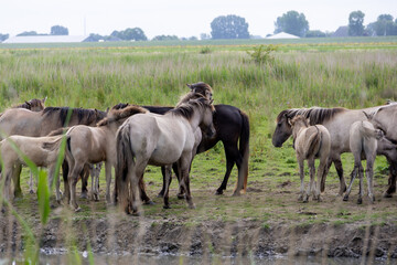 Fototapeta premium wild konik horses in the field