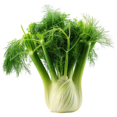 Fresh fennel bulb with fronds isolated on white background