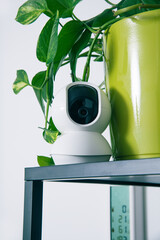 a camera nestled among trailing green leaves