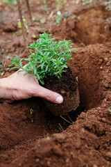 placing a satureja plant into the ground