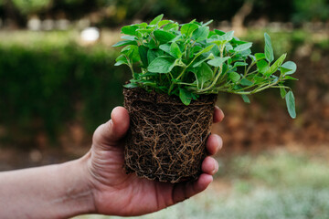 a gardener lifting an oregano plant