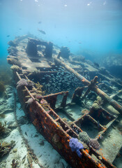 Sunken Shipwreck Underwater with Marine Life
