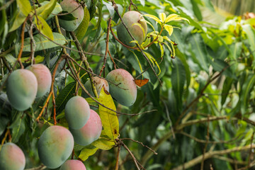 Orange Butterfly Perched on a Mango Fruit