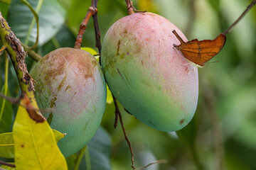 Orange Butterfly Perched on a Mango Fruit