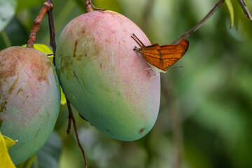 Orange Butterfly Perched on a Mango Fruit