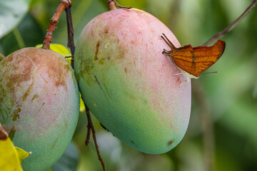 Orange Butterfly Perched on a Mango Fruit