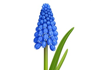 Vibrant blue grape hyacinth flower illustration, a spring floral element, isolated
