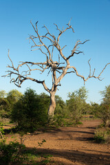 arbre mort, Parc national Kruger, Afrique du Sud