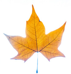 leaf with autumn colors in macro photography