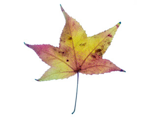 leaf with autumn colors in macro photography