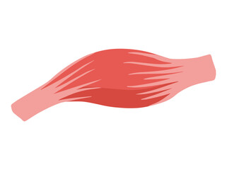 Fusiform Muscle Cells