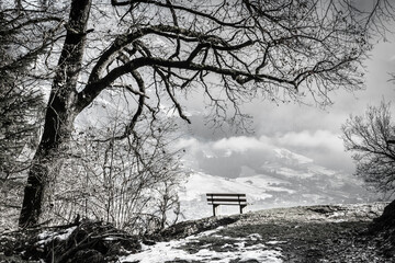 Rastplatz unter einem alten Baum in schwarz wei&szlig;
