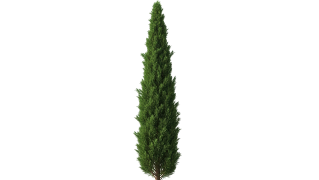 Isolated Cypress tree with conical shape, evergreen foliage, and slender upright form. Perfect