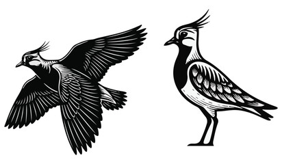 Vector illustration of a bird, vector illustration of an eagle