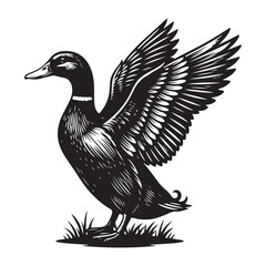 Flying Duck Bird Vector Illustration With Detailed Wings On White. Vector illustration of a bird