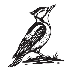 Vector illustration of a bird, Woodpecker Bird Vector Illustration With Sharp Beak On White Background