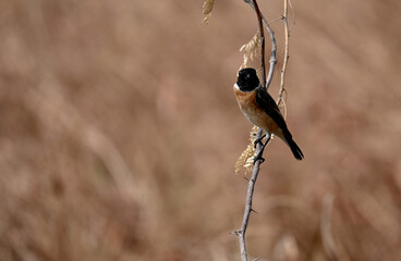 A cute  male siberian stonechat is seen perched on a dry twig during winter season in Gujarat