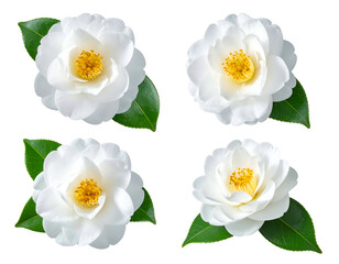 Four white flowers with green leaves, yellow centers, black background