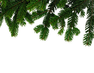 Green spruce branches hanging from top on black, festive decor