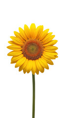 Naklejka premium Sunflower Transparent Background – Isolated Flower Photo for Nature, Garden, and Decorative Design 