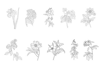 Botanical flowers line art, delicate hand-drawn floral illustrations, minimalist vintage flower set