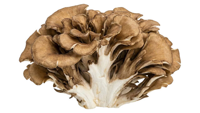 Maitake Mushroom: The intricate, cascading form of a maitake mushroom, showcasing its unique and delicate texture in this detailed food photograph.