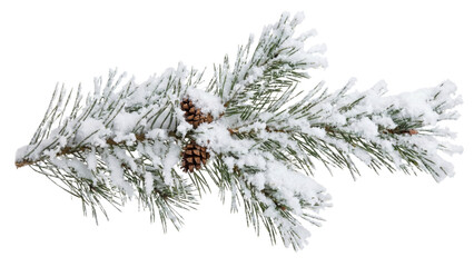 Snow-kissed Pine Branch: A close-up view of a pine branch, adorned with fresh, glistening snow and a touch of pine cones, captures the serene beauty of winter.