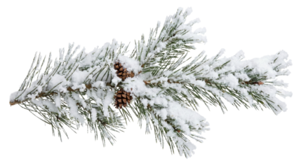 Snow-kissed Pine Branch: A close-up view of a pine branch, adorned with fresh, glistening snow and a touch of pine cones, captures the serene beauty of winter.