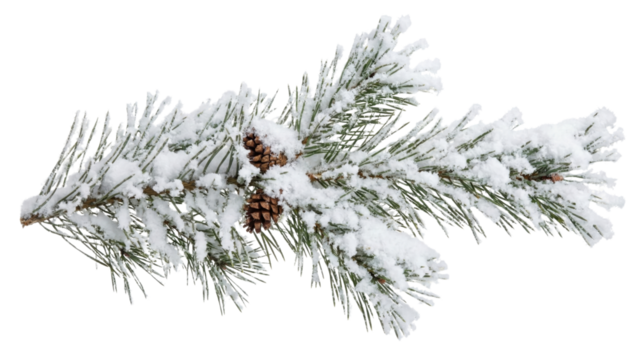 Snow-kissed Pine Branch: A close-up view of a pine branch, adorned with fresh, glistening snow and a touch of pine cones, captures the serene beauty of winter.
