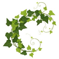 Obraz premium A vibrant green ivy vine with curling tendrils isolated on white background