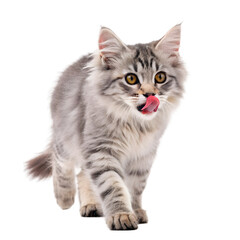 Fototapeta premium Silver Tabby Kitten Licking Lips Isolated on White Background on transparent background