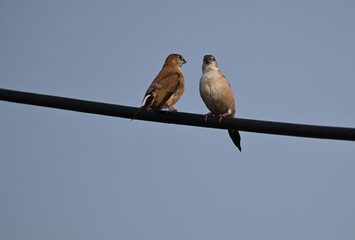 A pair of indian silver bills are seen perched on an electric wire near a semi urban area