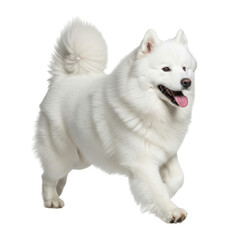 Fototapeta premium Happy samoyed dog running on a transparent background isolated on transparent background