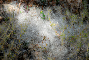 Poplar Tree Seeds or Fluff Covering Forest Floor as Extreme Wildfire Ignition Risk