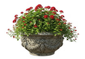 Beautiful red geraniums flourishing in a classic decorative stone pot, perfect for garden design, isolated on transparent background