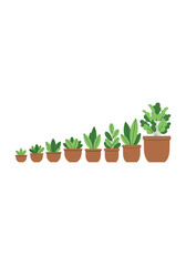 Row of potted houseplants arranged from smallest to largest in terracotta pots showcasing growth and balance along a clean white background.