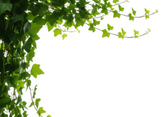 Vibrant green ivy leaves slender vines gracefully framing a clear space, isolated on transparent background