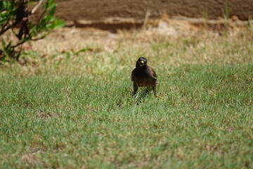 the beautiful and very characterful common myna (Acridotheres tristis)