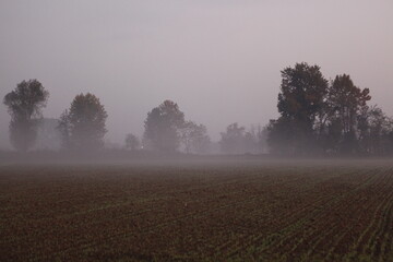 the fog at dawn in the cultivated fields of the countryside