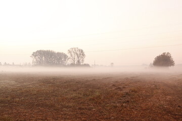 the fog at dawn in the cultivated fields of the countryside