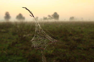 the fog at dawn in the cultivated fields of the countryside