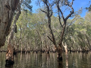 Wild Tropical Mangrove or Paperbark Forest Wetland Landscape