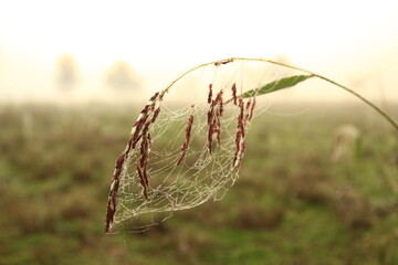 the fog at dawn in the cultivated fields of the countryside