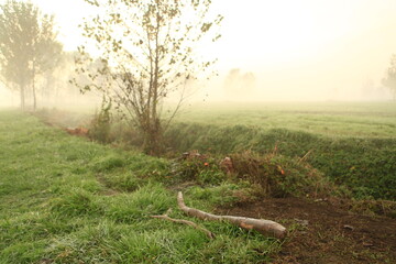 the fog at dawn in the cultivated fields of the countryside
